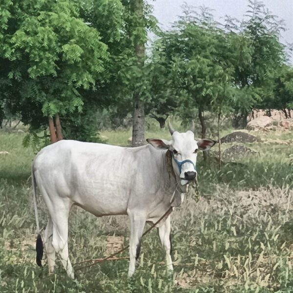 the essence Agni hothra cow